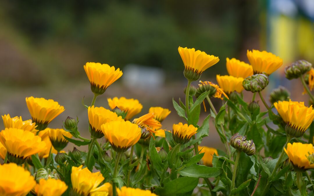 Flor de Caléndula, una maravilla de la Naturaleza