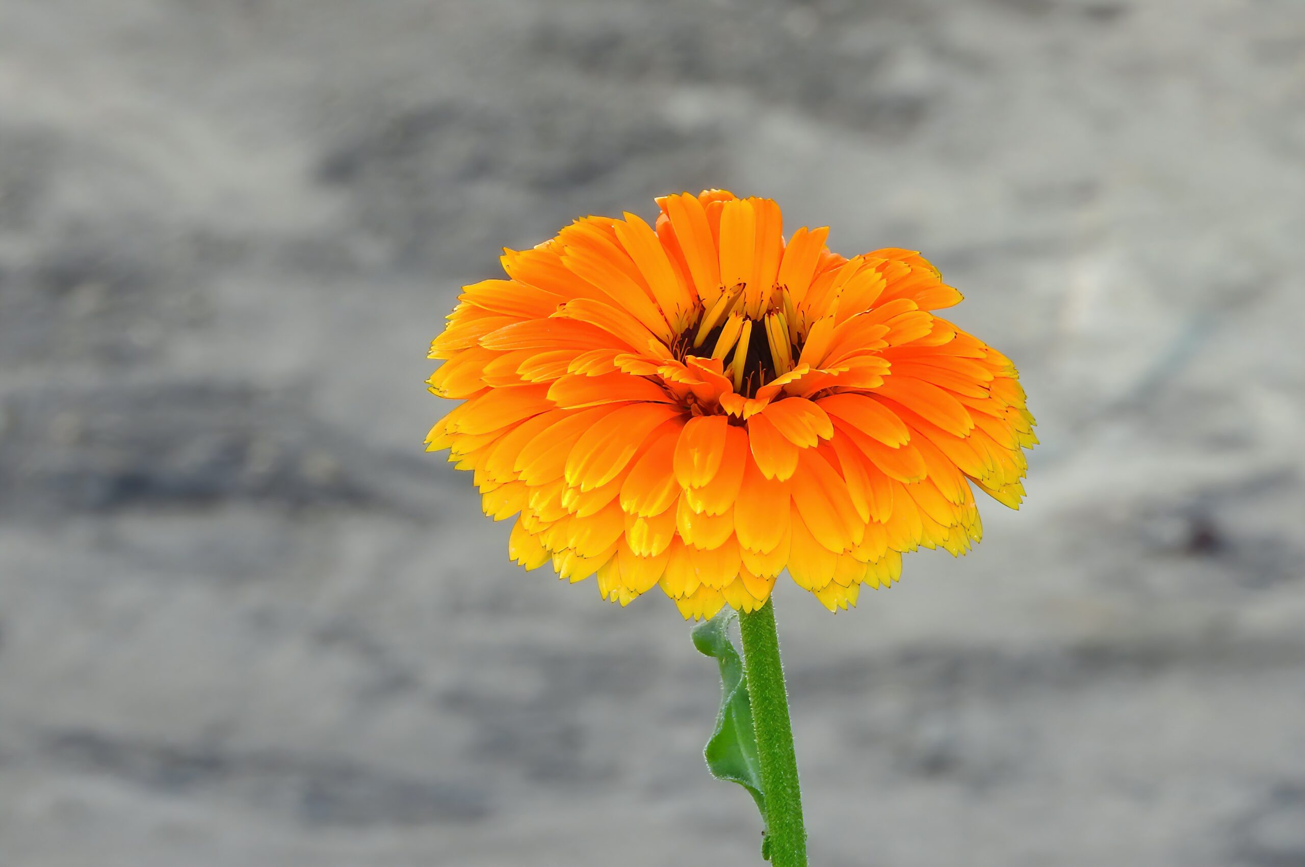 Flor de Caléndula, una maravilla de la Naturaleza | Arte Vivo - Valle de  Elqui