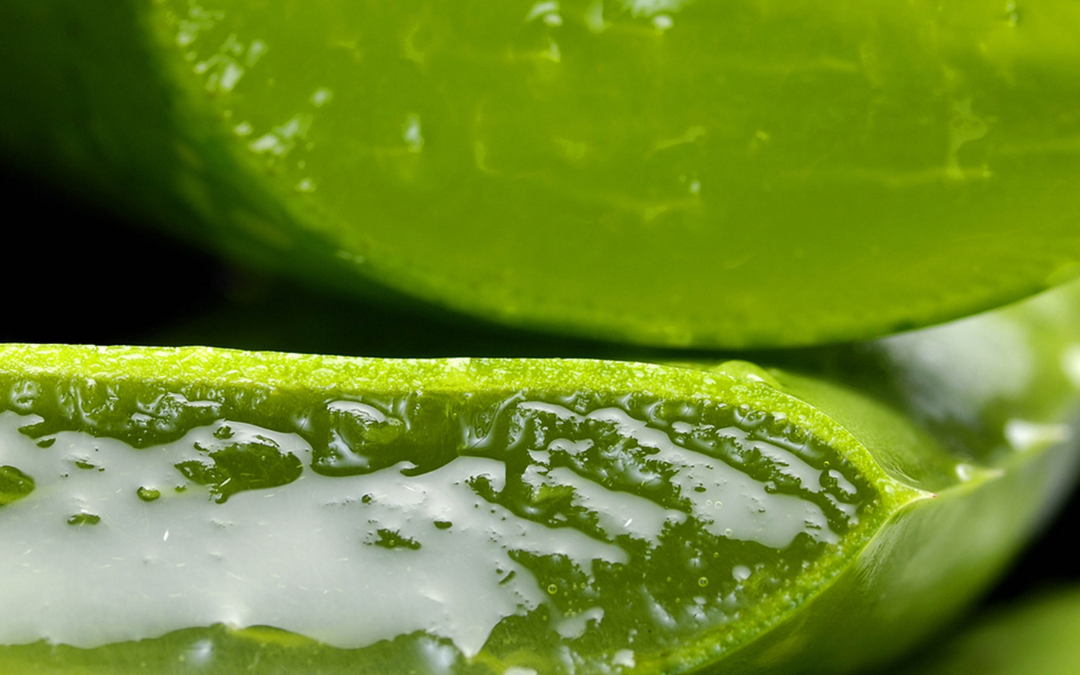 Aloe Vera, la planta de la inmortalidad que te hará rejuvenecer